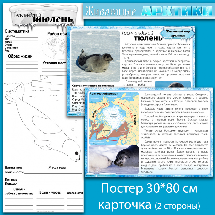 Постеры "Дикие кошки планеты"