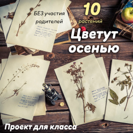 Цветут осенью: гербарный проект для учеников 2-5 классов