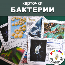 Карточки "БАКТЕРИИ"