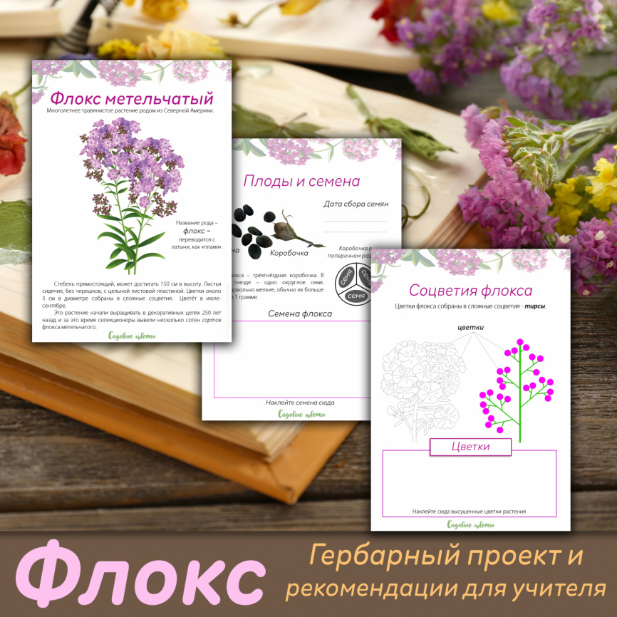 Проект "Декоративные растения: Флокс" фото 1