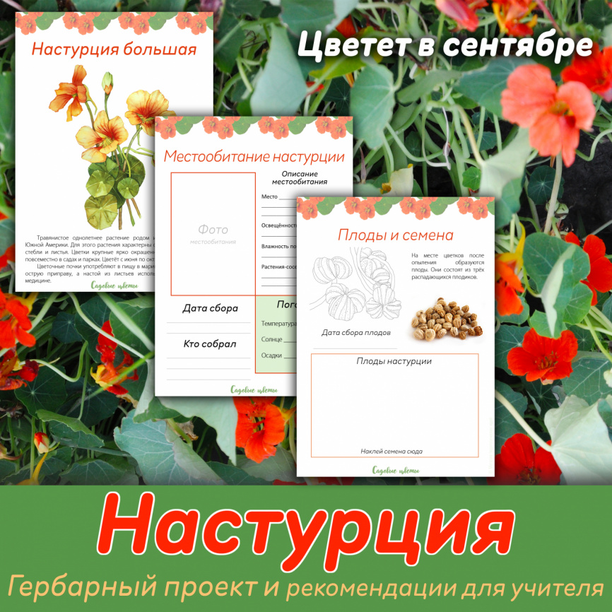 Проект "Декоративные растения: Настурция" фото 1