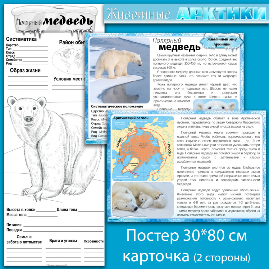 Полярный медведь: мини-комплект для организации познавательной деятельности фото 1