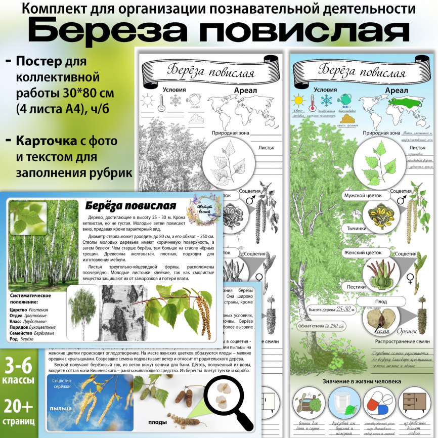 Береза: мини-комплект для организации познавательной деятельности фото 1
