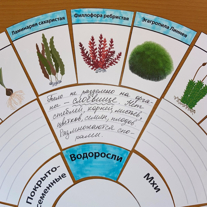 Круговая диаграмма "Характеристика групп растений" фото 1