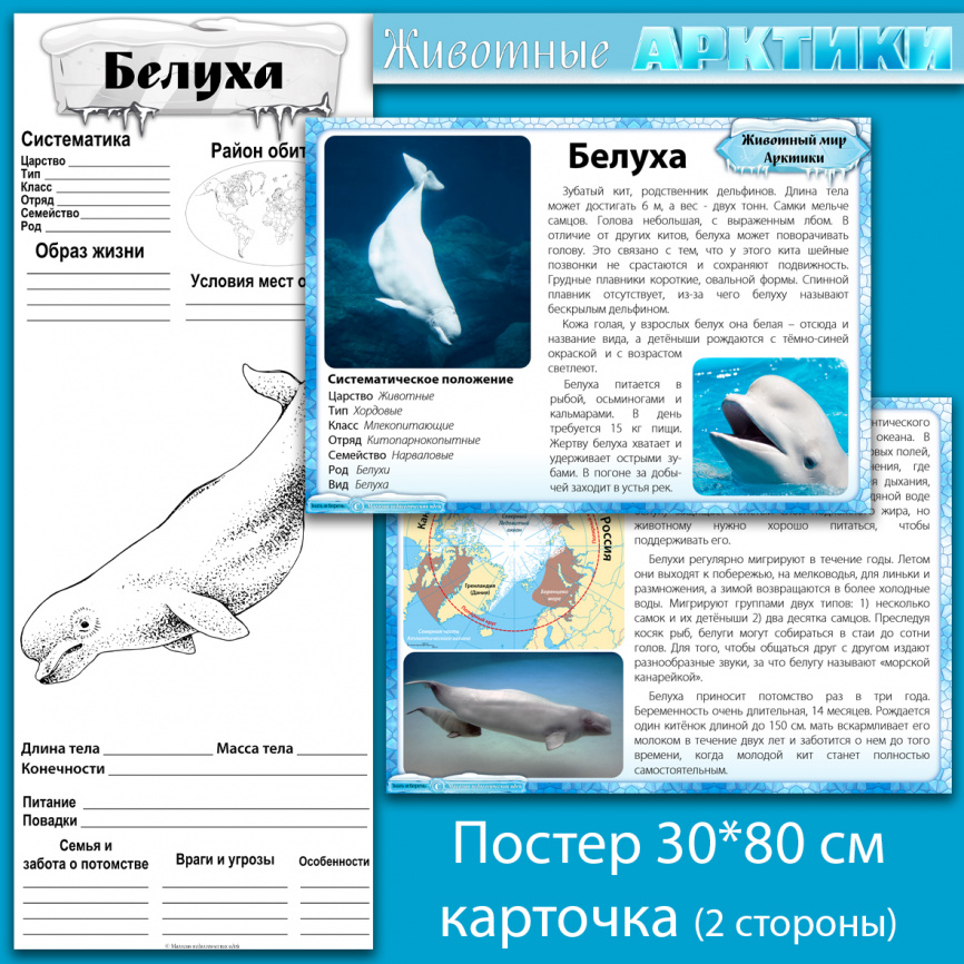 Белуха: мини-комплект для организации познавательной деятельности фото 1
