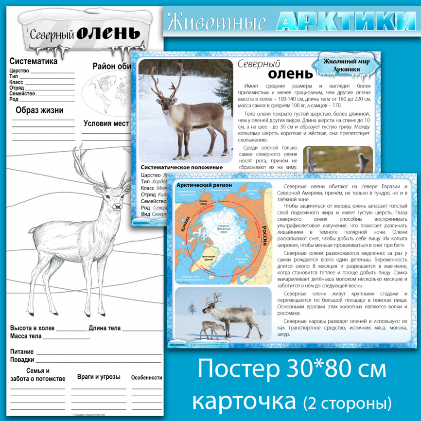 Северный олень: мини-комплект для организации познавательной деятельности фото 1