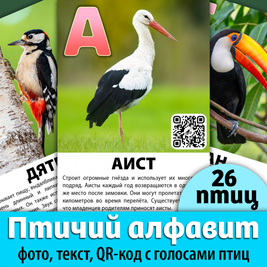 Карточки "Птичий алфавит". Многообразие фото 1