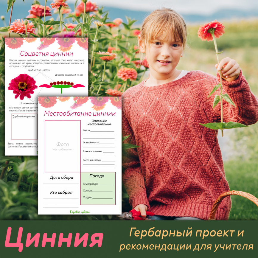Проект "Декоративные растения: Цинния" фото 1