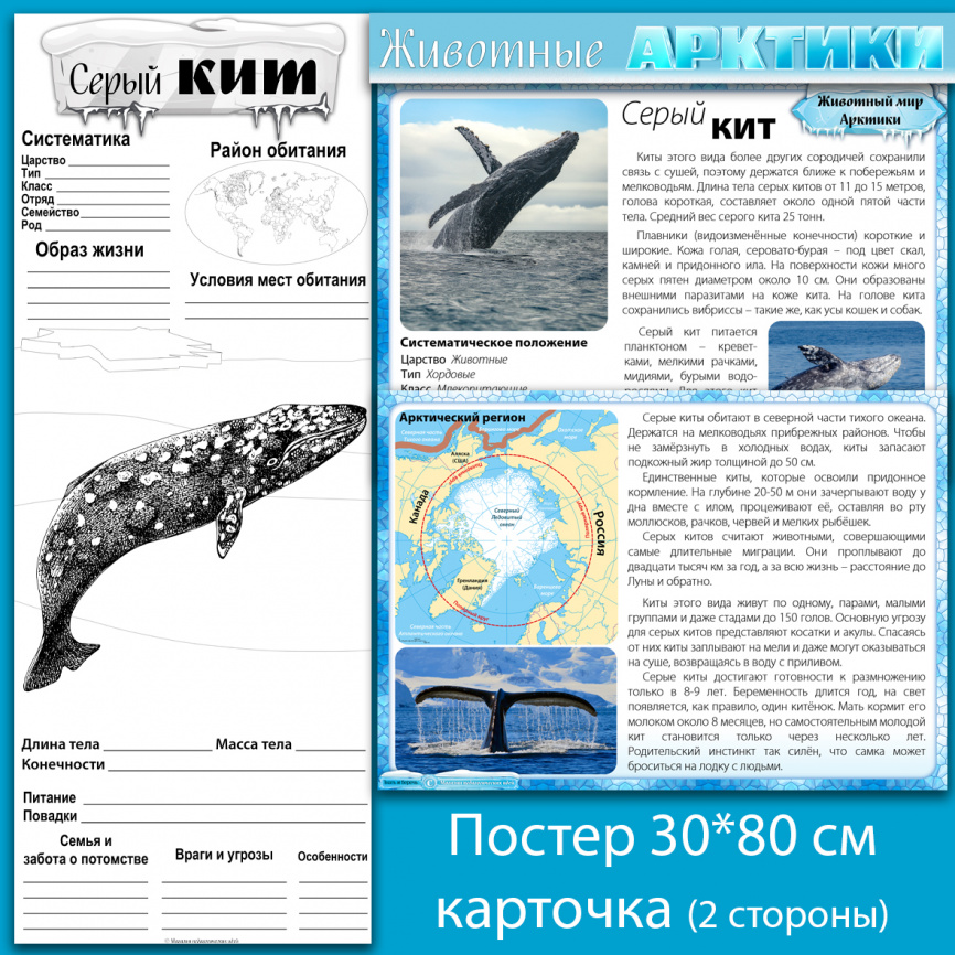 Серый кит: мини-комплект для организации познавательной деятельности фото 1