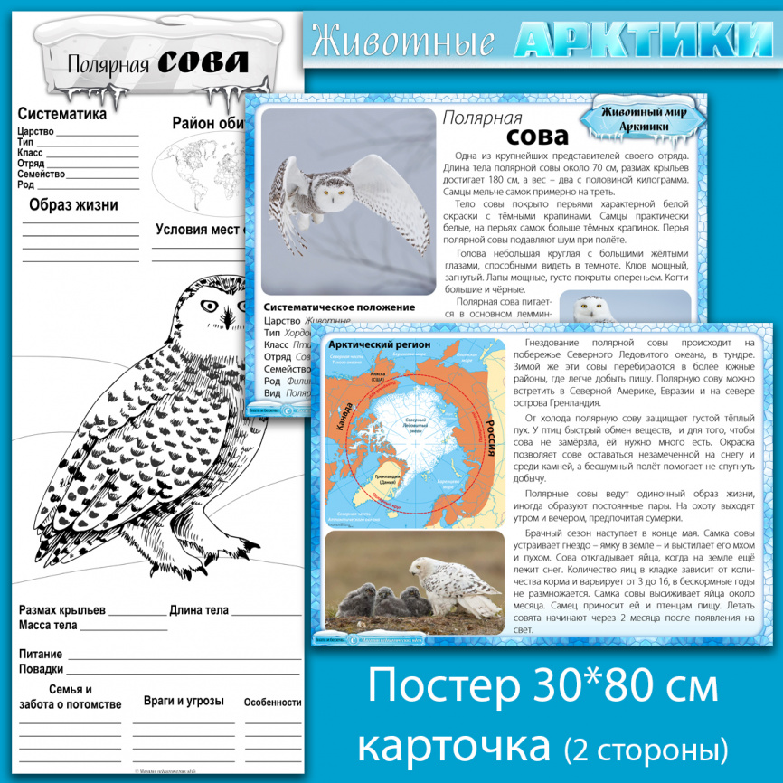 Полярная сова: мини-комплект для организации познавательной деятельности фото 1