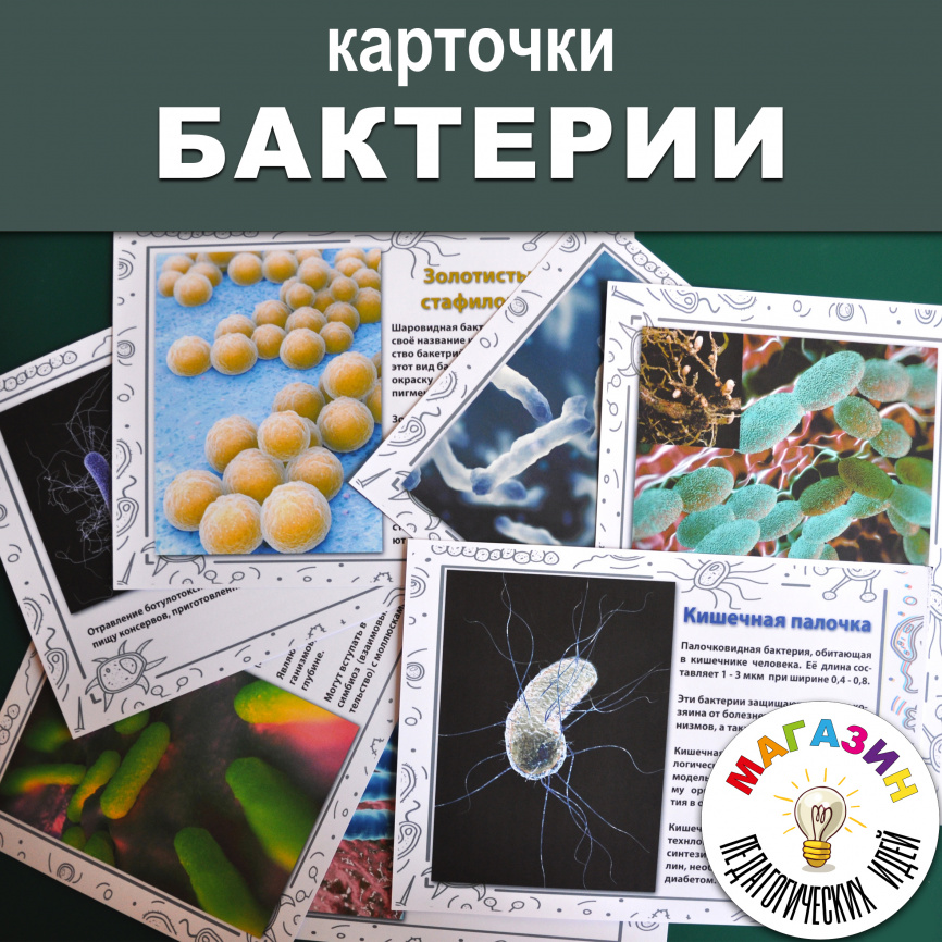 Карточки "БАКТЕРИИ" фото 1